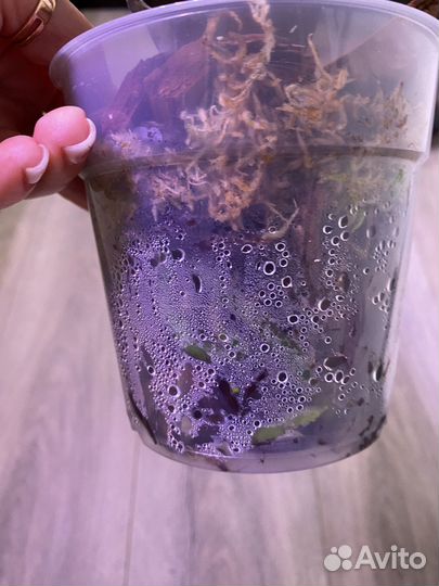 Не цветут. Шиллерианы. Орхидея