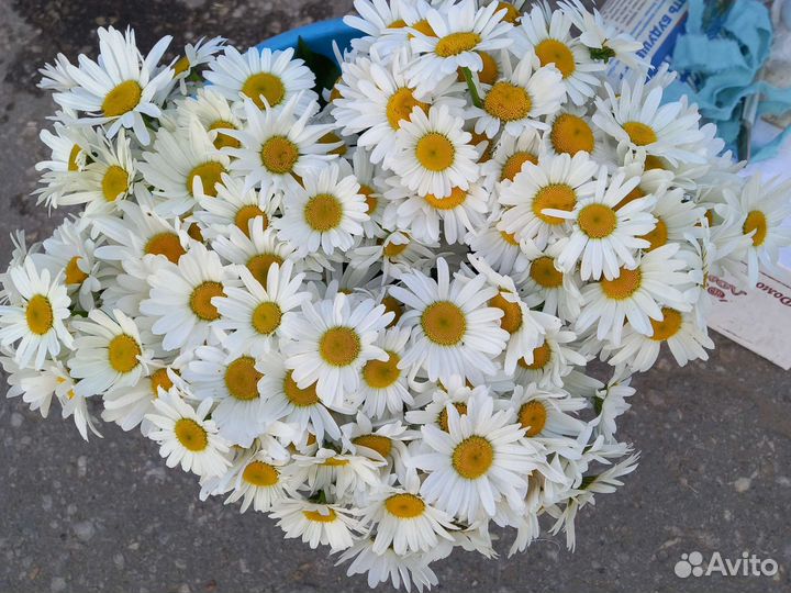 Продам белые садовые и полевые ромашки