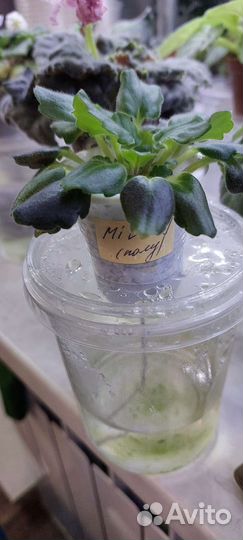 Фиалочки Milady