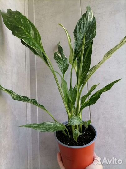 Спатифиллум даймонд