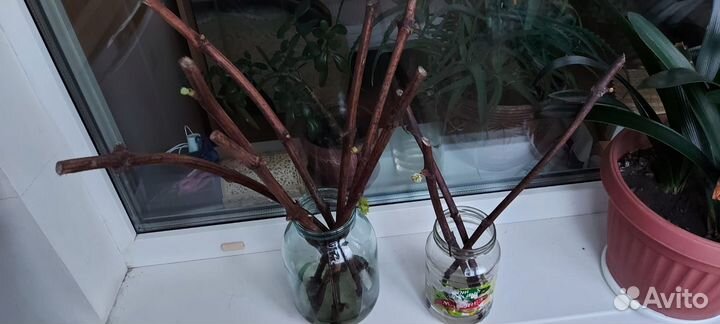 Черенки винограда