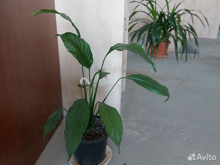 Комнатные цветы