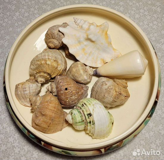 Морские ракушки раковины