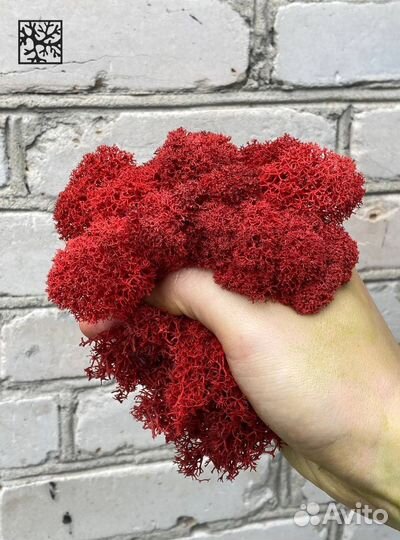 Стабилизированный мох, Лаймовый