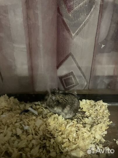 Джунгарский хомяк бесплатно