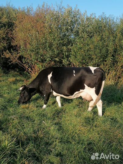 Продажа корова и телки