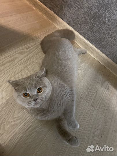 Британская кошка