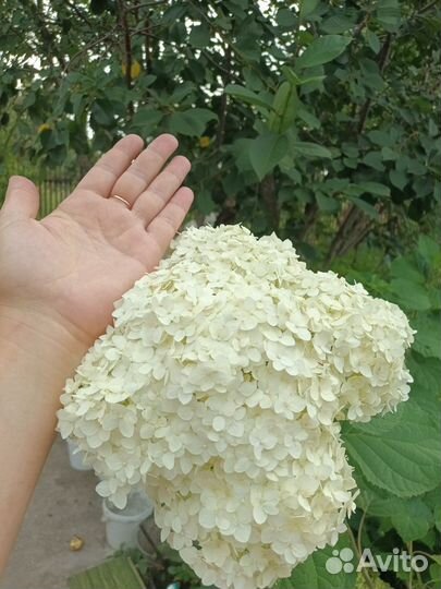 Гортензия