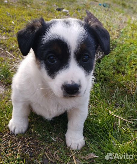 Отдам в добрые руки