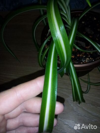 Комнатные цветы 2