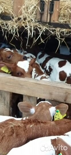 Телята с доставкой до двора за наш счёт