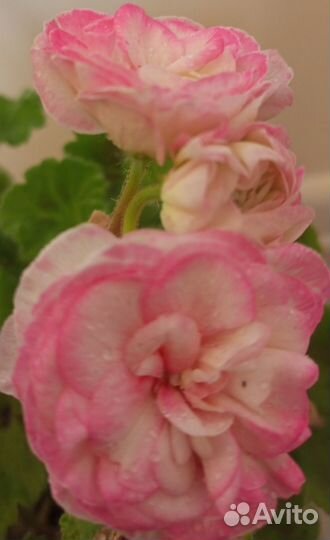 Герань пеларгония