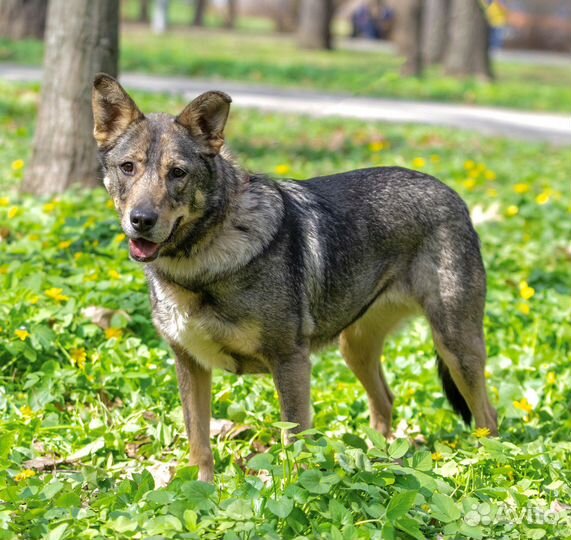 Собака в добрые руки бесплатно