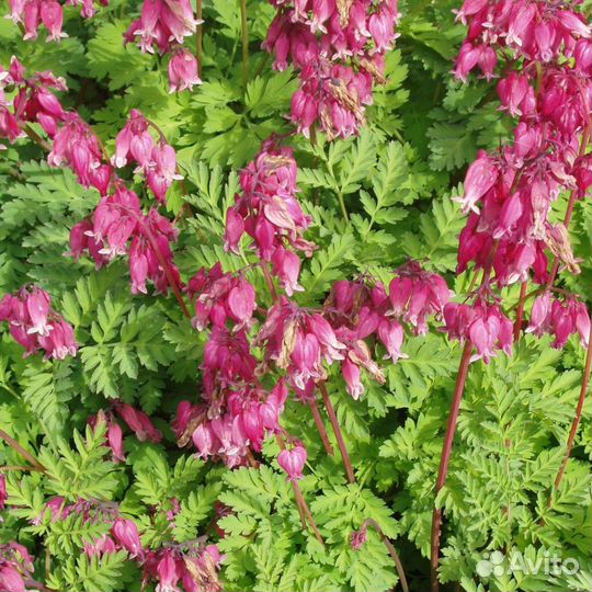 Многолетники:дицентра,медуница,традесканция,чистец