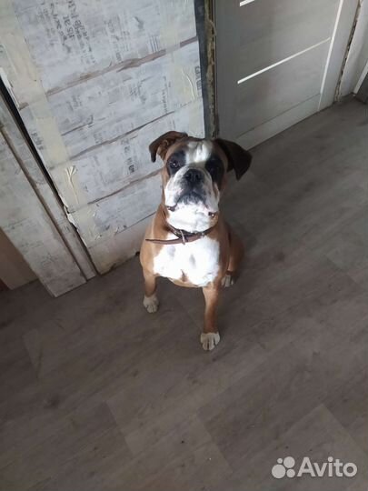 Боксер вязка