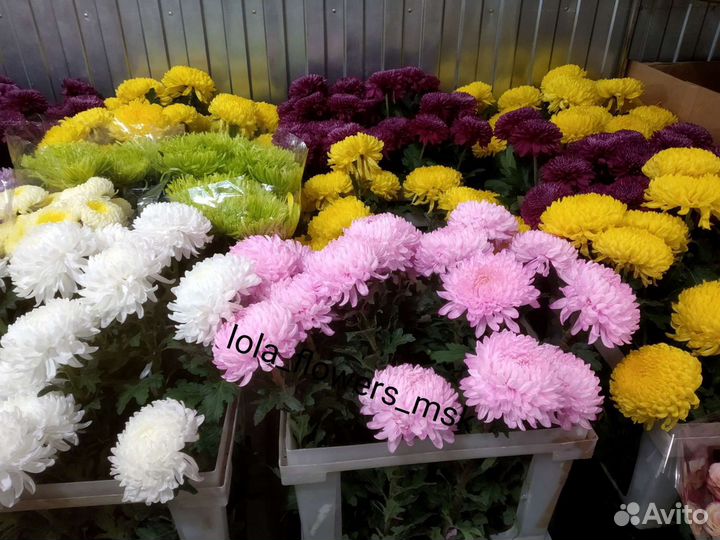 Букет из 11 хризантем,Москва и мо