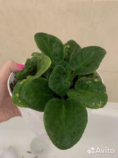 Фиалки цветущие в горшке