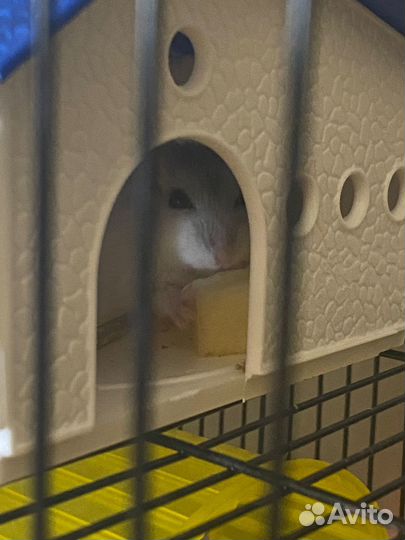 Клетка плюс сирийский хомяк