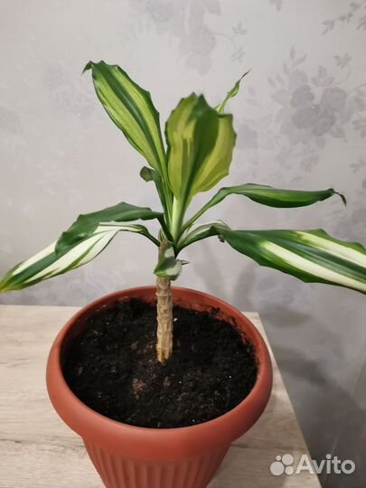 Драцена деремская