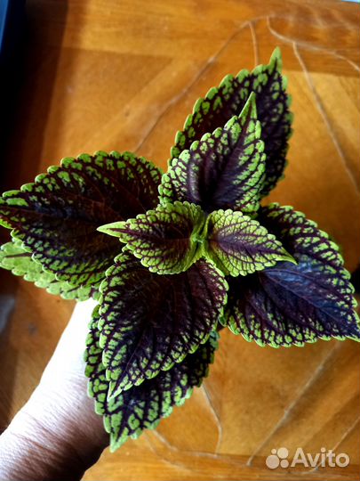 Колеусы, плектрантусы