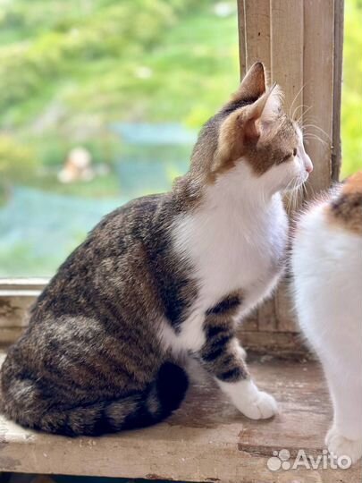 Отдам в добрые руки