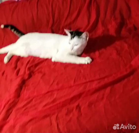 Кошечка в добрые руки