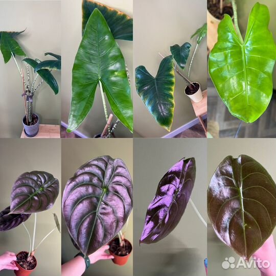 Алоказии микс: ред сикрет медная (cuprea), зебрина