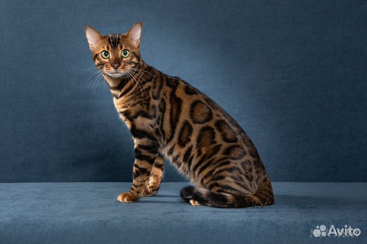 Бенгальский кот вязка