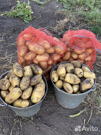 Продам картофель Королева Анна