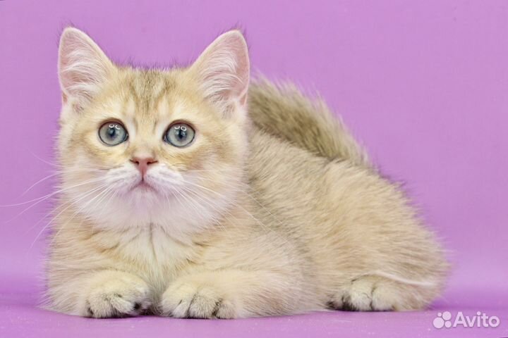 Кошка золотая шиншилла ny11