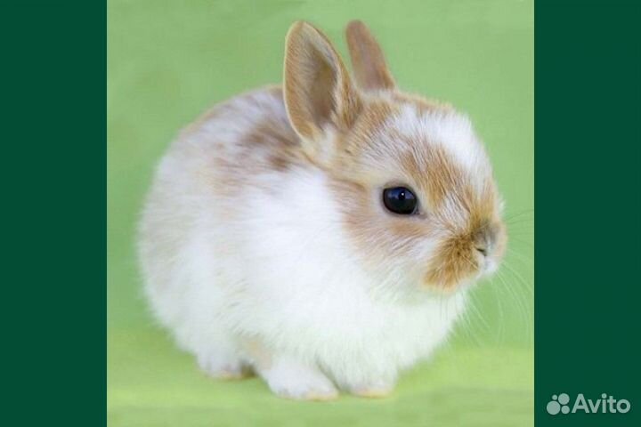Кролик декоративный