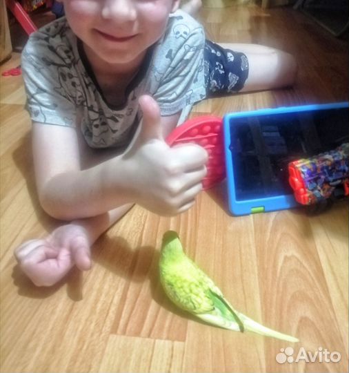 Волнистый попугай самка