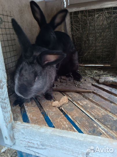 Кролики мясных пород