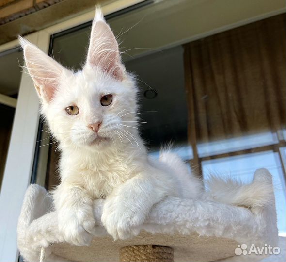 Мейн-кун котик
