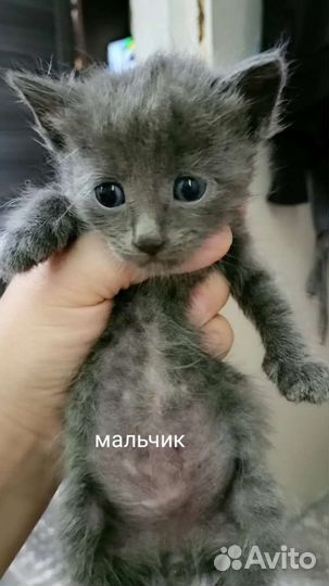 Котята в добрые руки бесплатно