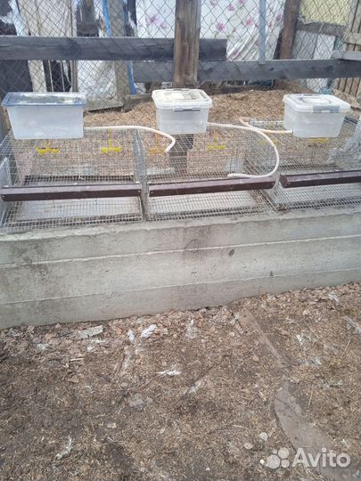 Клетки для содержания перепелов
