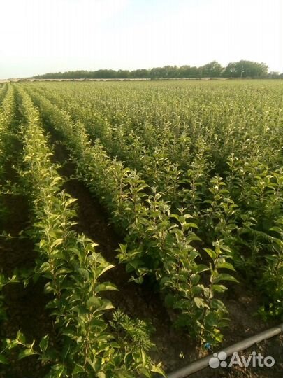 Саженцы плодовых деревьев