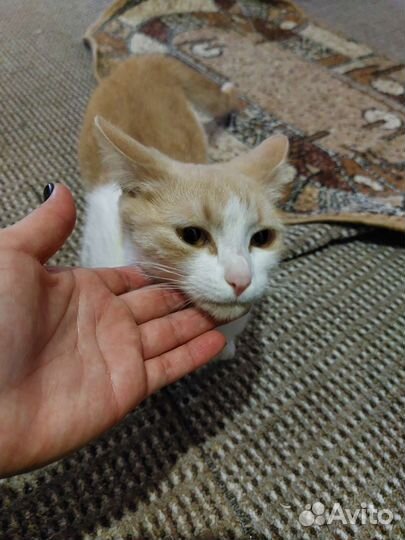 Кошка в дар бесплатно