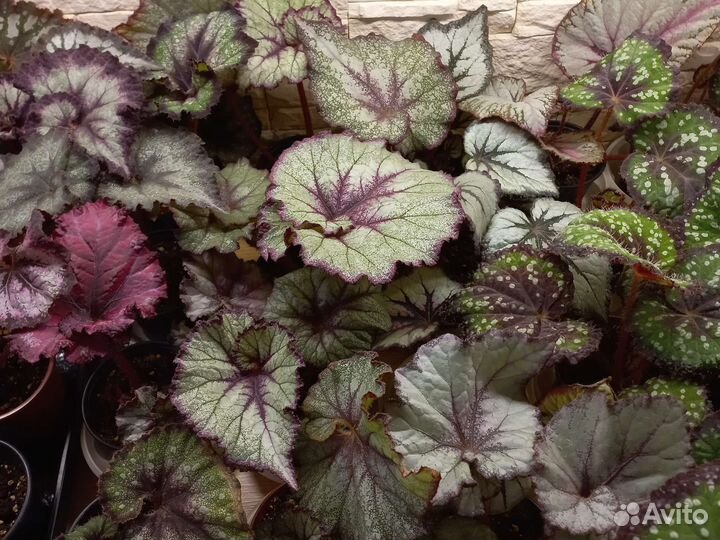Бегония декоративно лиственная