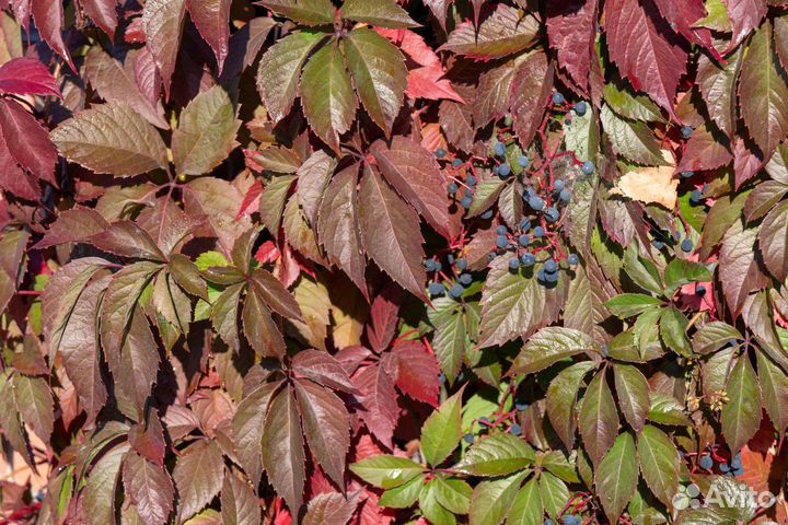 Девичий (дикий) виноград.Центр