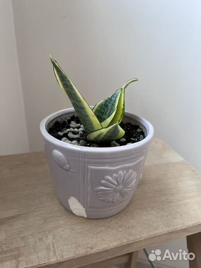 Сансевиерия Ханни голд