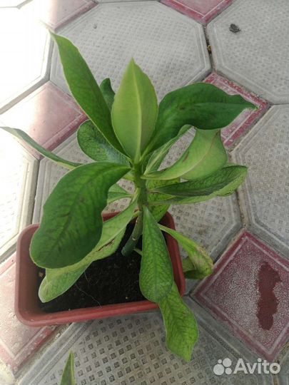 Синадениум Гранта