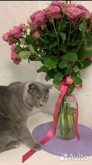 Британский кот на вязку