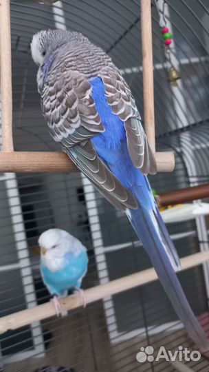 Бронь Выставочные волнистые попугаи чехи