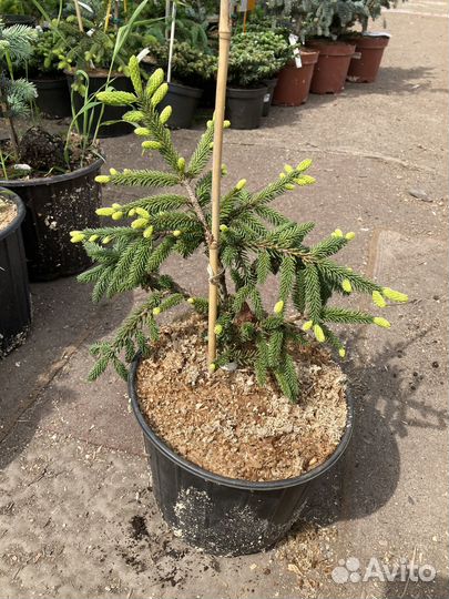 Ель восточная Ауреспеката