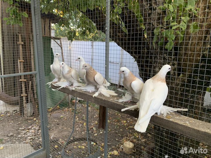 Армавирские белоголовые космачи