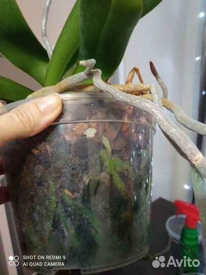 Орхидея биг лип