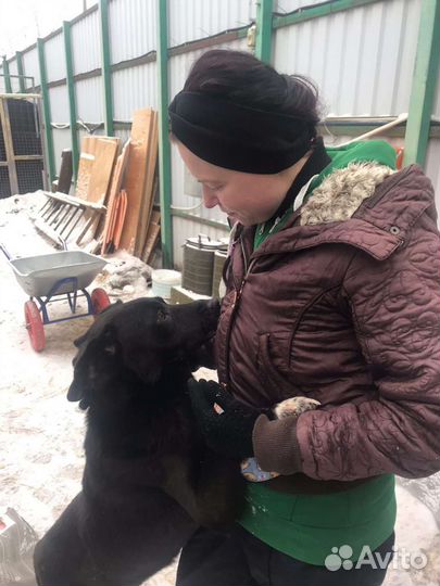 Скромный Перчик ждёт хотя бы погулять