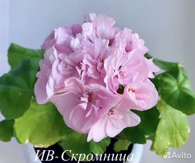 Пеларгонии сортовые