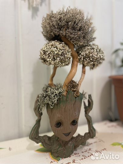 Цетрария, Исландский мох - грут